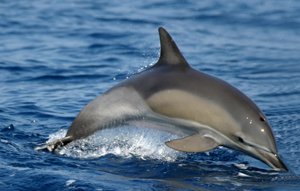 Dauphin à dents rugueuses :: Espèces de dauphins à Gran Canariaa
